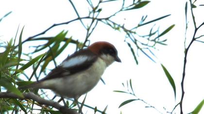Kızılbaşlı örümcekkuşu