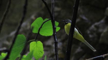 Dağ kuyruksallayanı