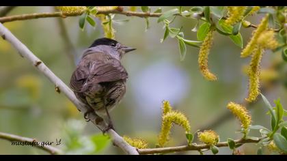 Karabaşlı ötleğen