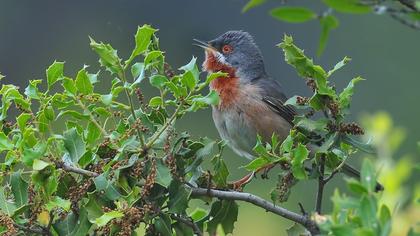 Bıyıklı ötleğen