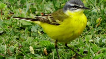 Sarı kuyruksallayan