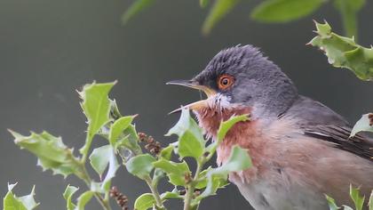 Bıyıklı ötleğen