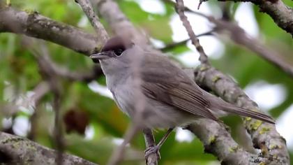 Karabaşlı ötleğen