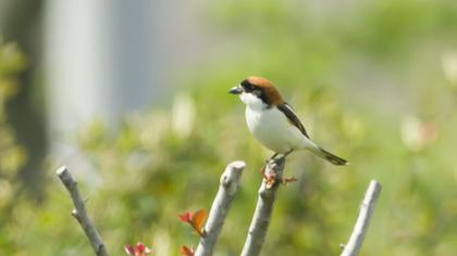 Kızılbaşlı örümcekkuşu