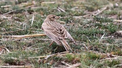 Türkistan çorak toygarı