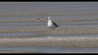 Van gölü martısı