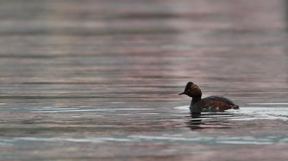 Karaboyunlu batağan