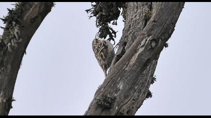 Bahçe tırmaşıkkuşu