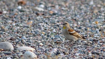 Sarıboğazlı serçe