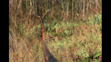 Erguvani balıkçıl