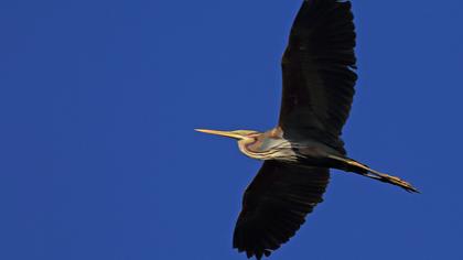 Erguvani balıkçıl