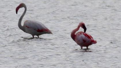 Küçük flamingo