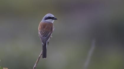Kızılsırtlı örümcekkuşu