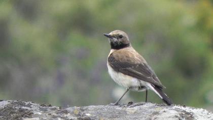 Karakulaklı kuyrukkakan