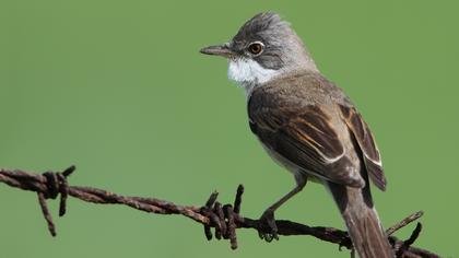 Akgerdanlı ötleğen