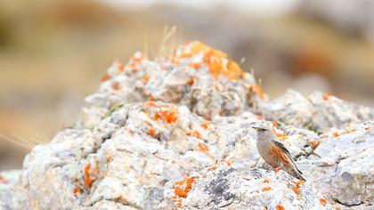 Büyük dağbülbülü