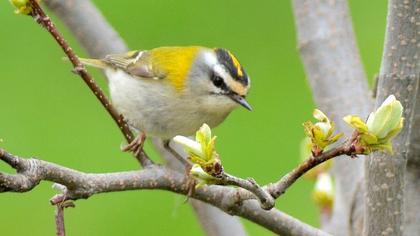 Sürmeli çalıkuşu