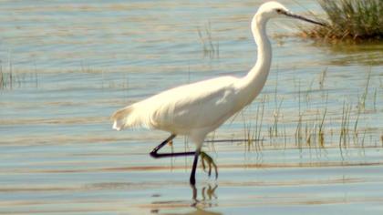 Küçük ak balıkçıl
