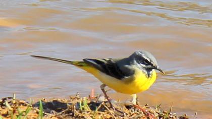 Dağ kuyruksallayanı