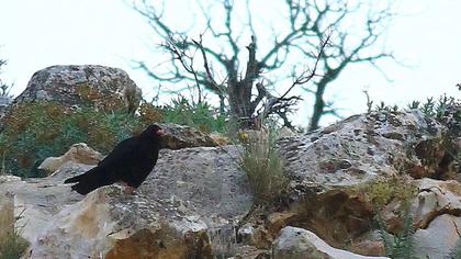 Kırmızıgagalı dağ kargası