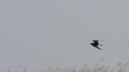 Black Tern