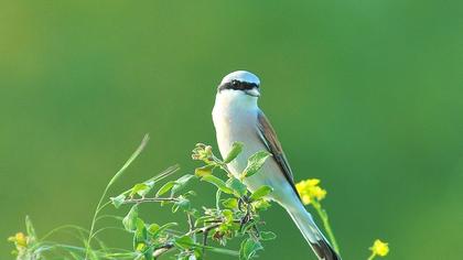 Kızılsırtlı örümcekkuşu