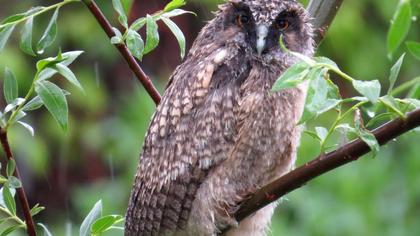 Kulaklı orman baykuşu