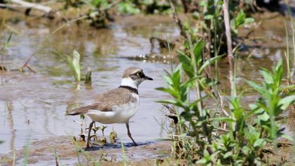 Little Ringed Plover