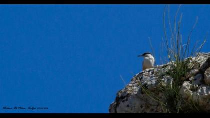 Büyük kaya sıvacısı