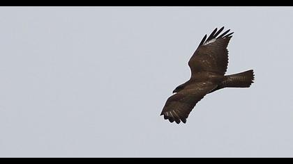 Common Buzzard
