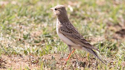 Türkistan çorak toygarı