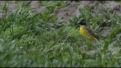 Sarı kuyruksallayan