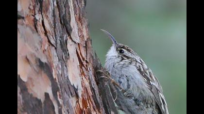 Bahçe tırmaşıkkuşu