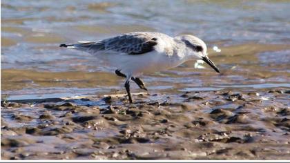Sanderling