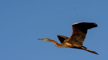 Erguvani balıkçıl