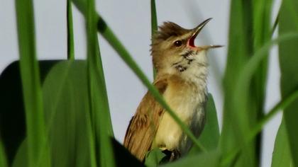 Büyük kamışçın