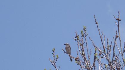 Kızılsırtlı örümcekkuşu