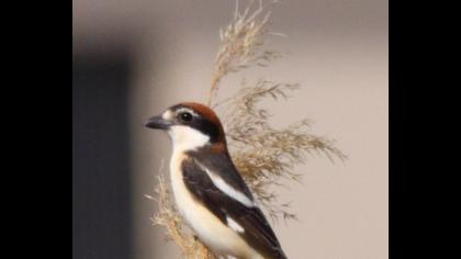 Kızılbaşlı örümcekkuşu