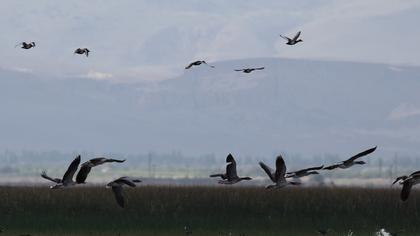 Greylag Goose