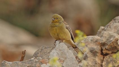 Cinereous Bunting