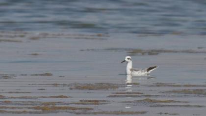Kızıl denizdüdükçünü