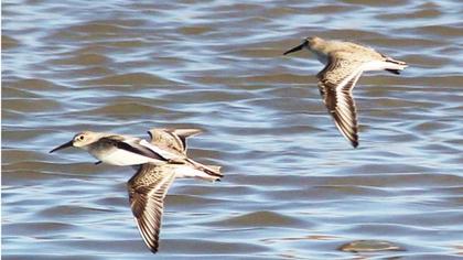 Karakarınlı kumkuşu