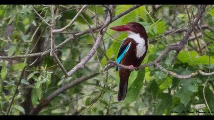 İzmir yalıçapkını