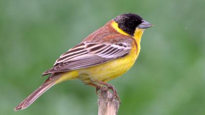 Karabaşlı kirazkuşu