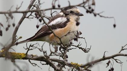 Maskeli örümcekkuşu