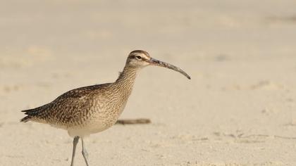 Sürmeli kervançulluğu