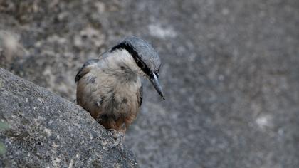 Western Rock Nuthatch
