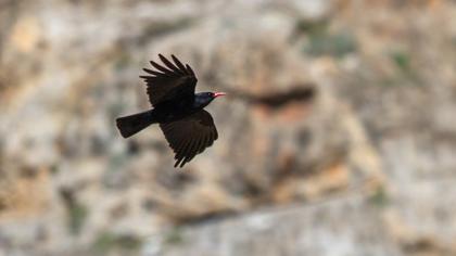 Kırmızıgagalı dağ kargası