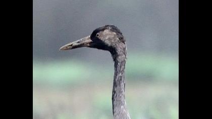 Common Crane