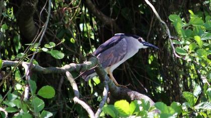 Black-crowned Night Heron